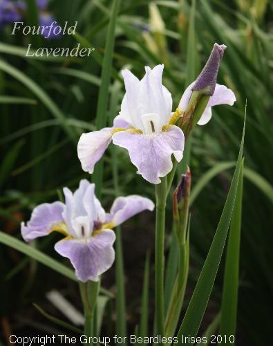 Fourfold Lavender 